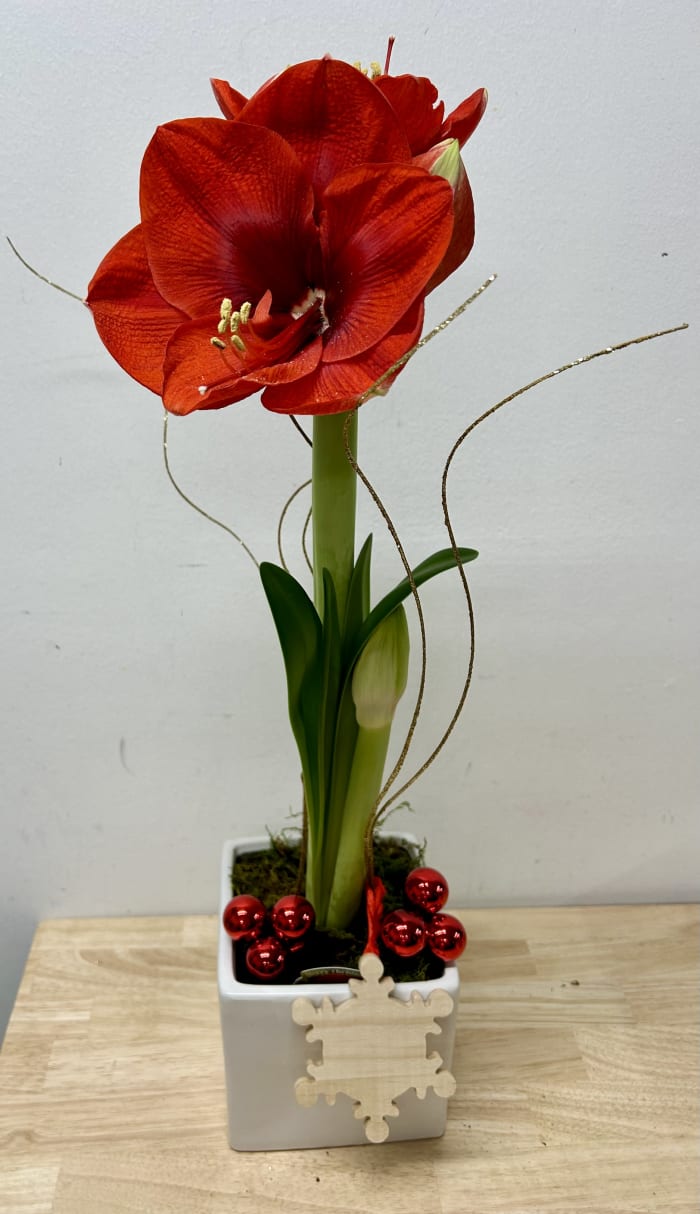 Amaryllis Plant Decorated in Small Vase
