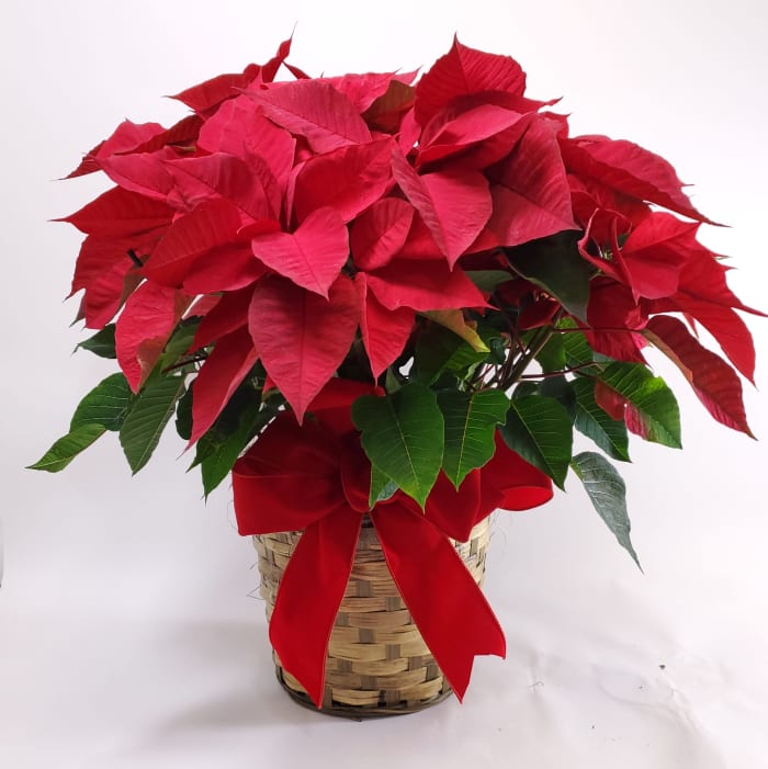 Red Poinsettia