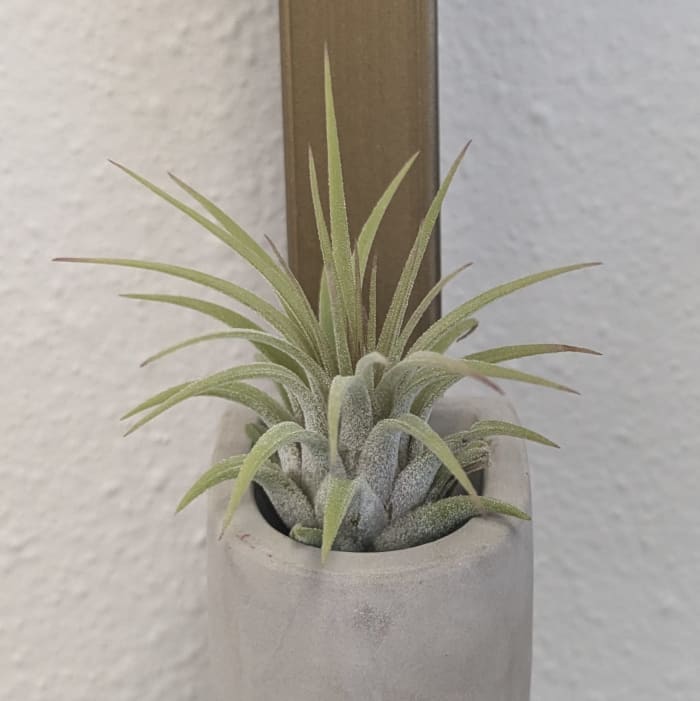Air Plant Tillandsia Ioantha