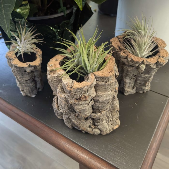 Natural Cork Bark Planters (Various Sizes)