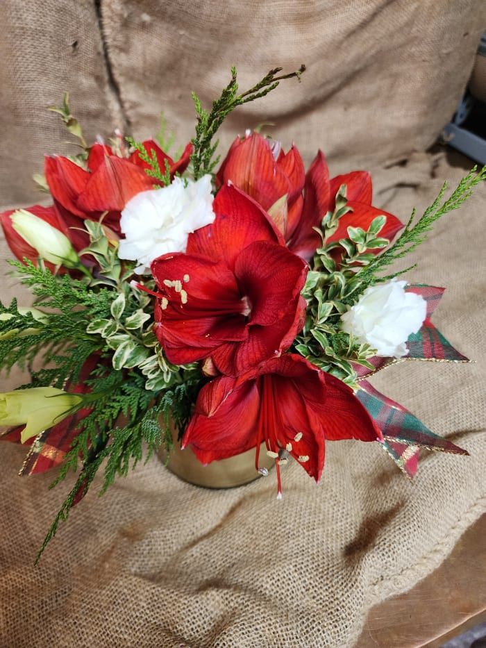 Christmas Amaryllis