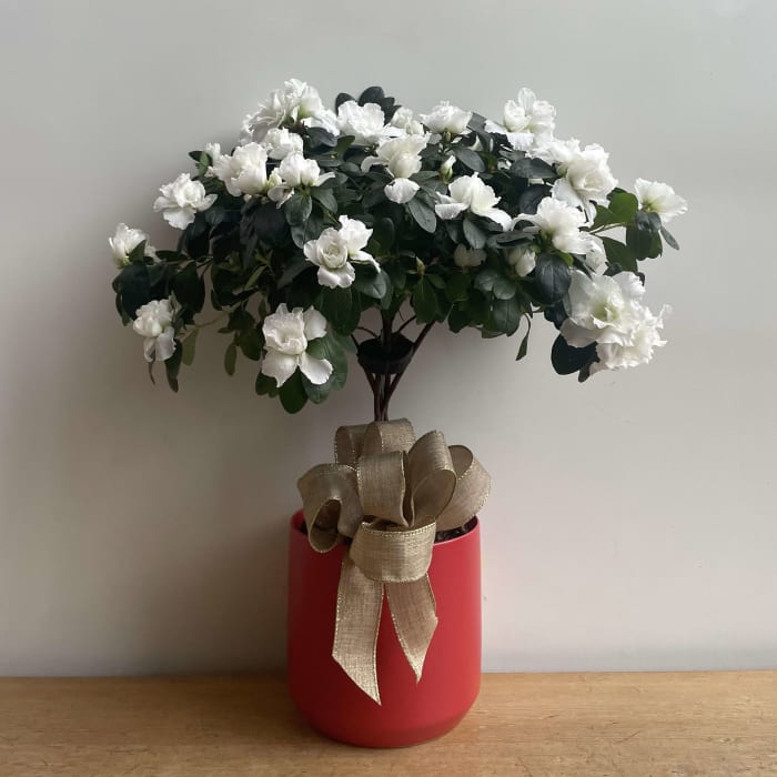 Azalea
