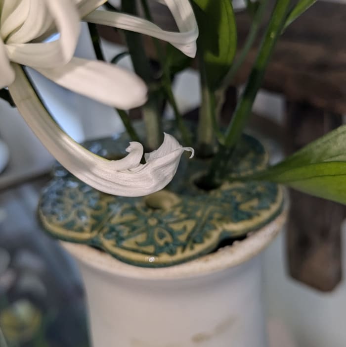 Stamped Ceramic Frogs Small