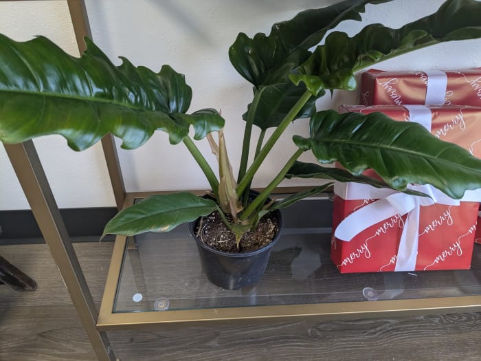 Philodendron Jungle Boogie