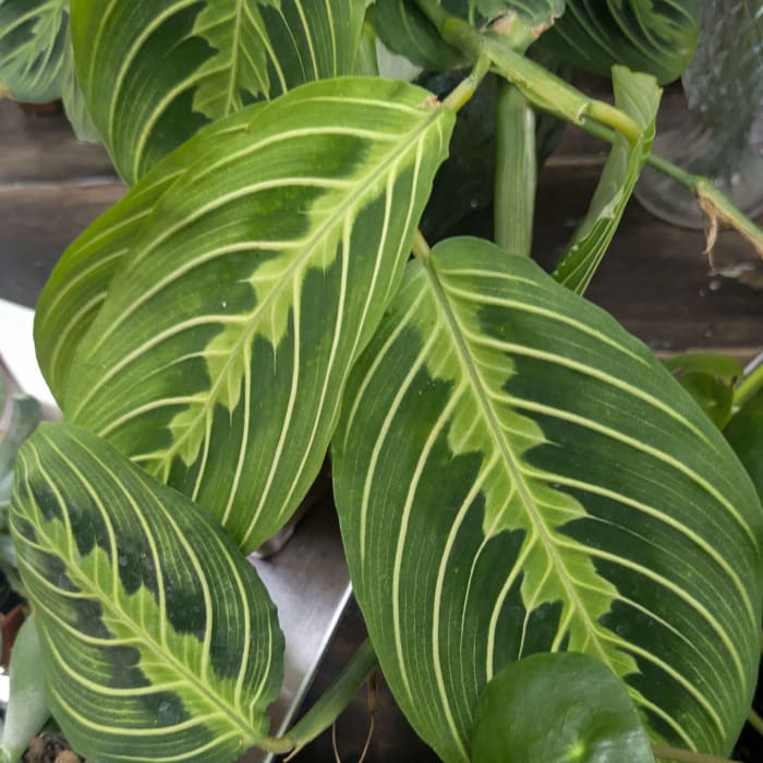 Prayer Plant