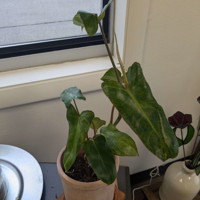 Philodendron Paraiso Verde