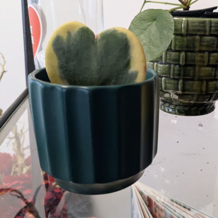 Monroe Pot - Rainforest 3"