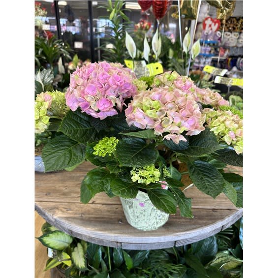 6" Hydrangea In Deco Pot Wrap