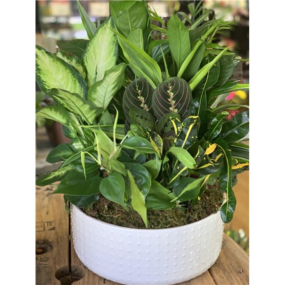 14" Large Ceramic Dish Garden