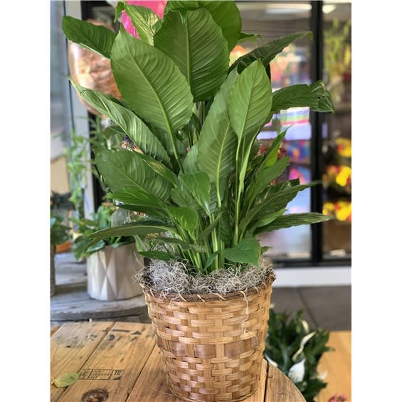 8" Peace Lily In A Deco Pot