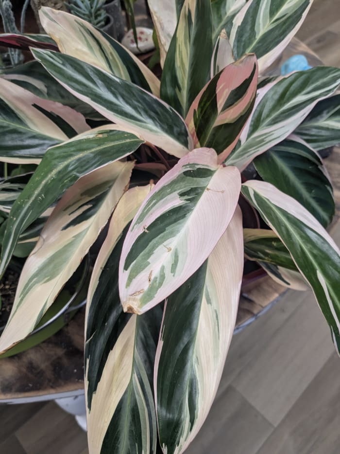 Stromanthe thalia 'Triostar'