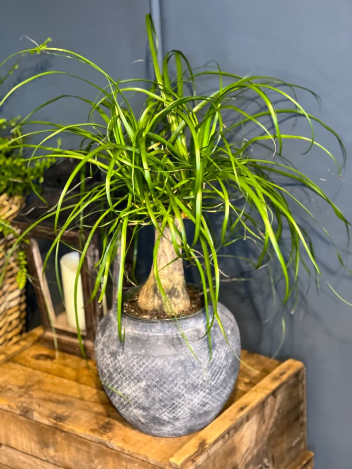 Yucca Collection