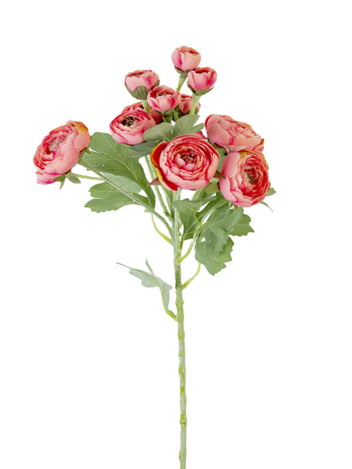 21'' CORAL PINK RANUNCULUS SPRAY