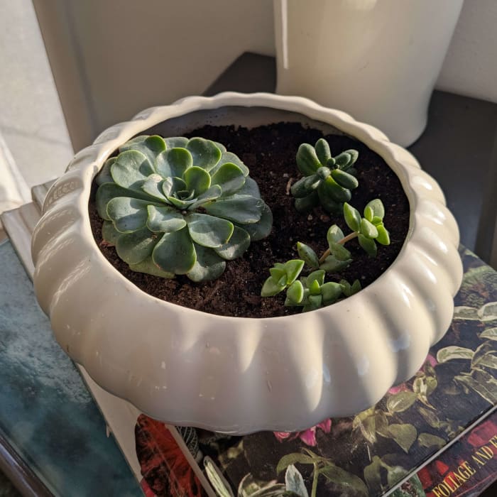 Succulent Arrangement in Planter