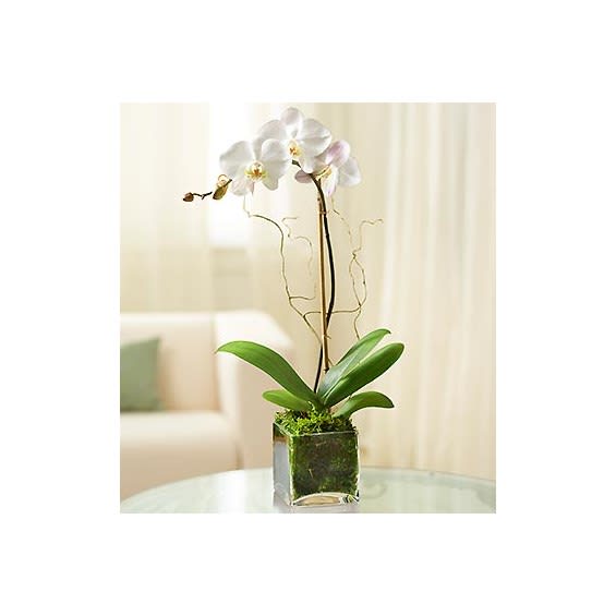 White Phalaenopsis Orchid