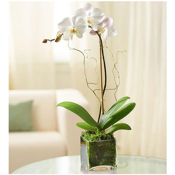 White Phalaenopsis Orchid For Sympathy