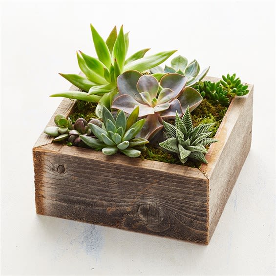 Reclaimed Wood Succulent Garden