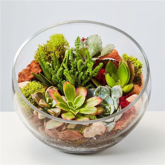 Succulent Terrarium