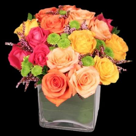Luscious Roses Daylily