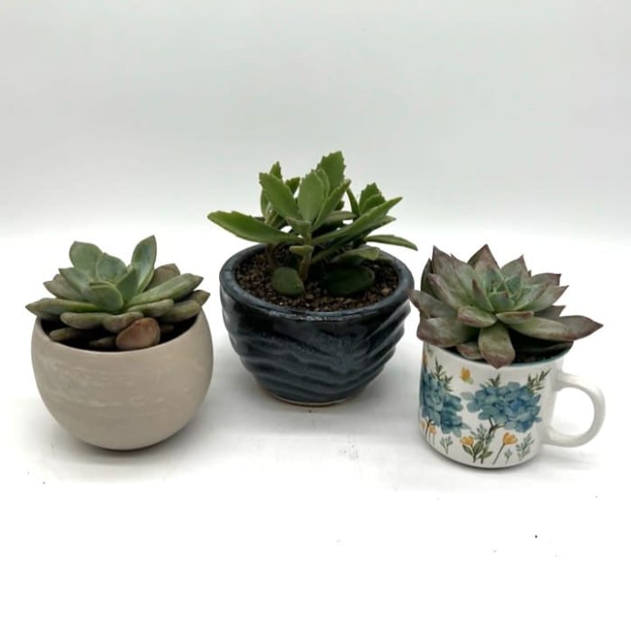 DIY Succulent Class Morning 10am Session