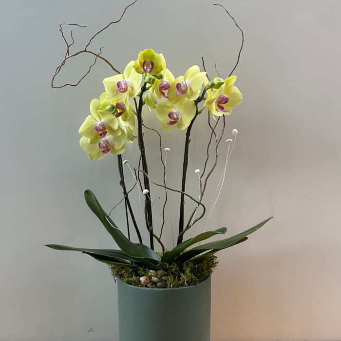 Triple-stem Yellow orchid