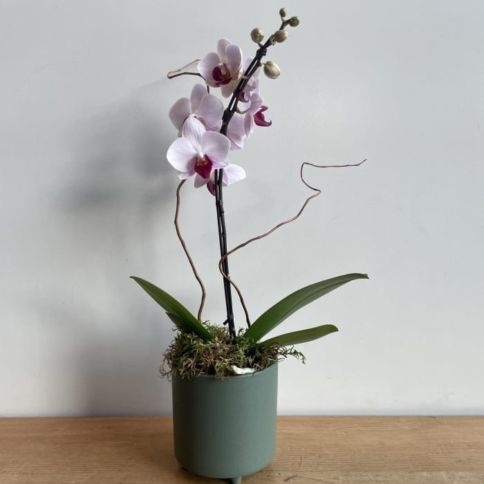 Small Blush & Plum Orchid