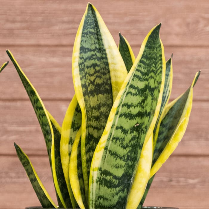 Snake Plant
