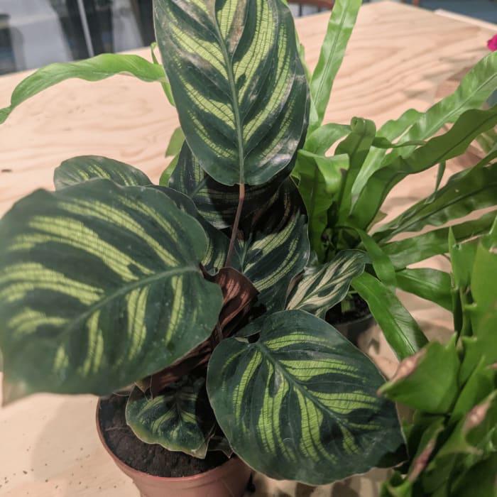 Calathea Peacock