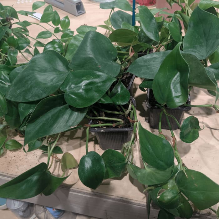 Heart Leaf Philodendron