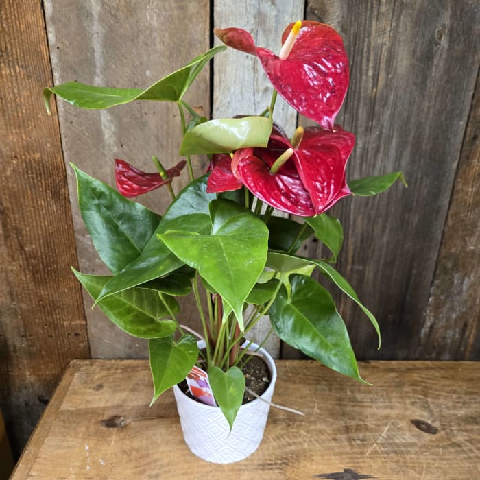 Anthurium Plant