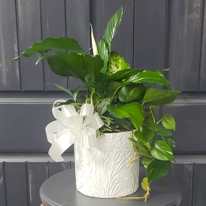 On Trend Ceramic Dish Garden