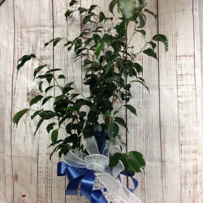 Blue Pottery Ficus