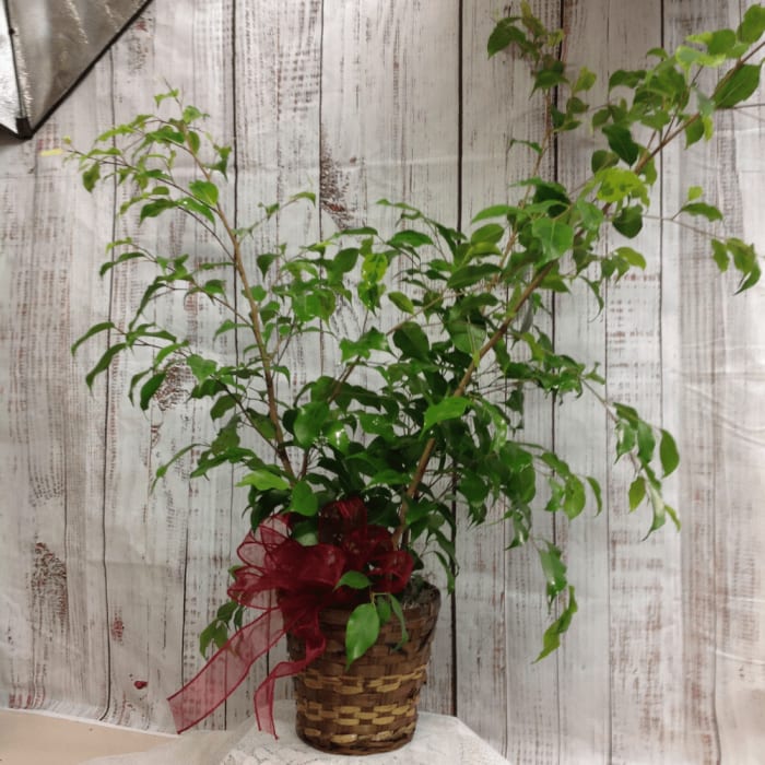 Green Ficus Plant