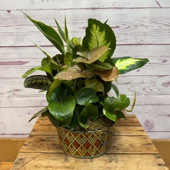 Metal Planter Dish Garden