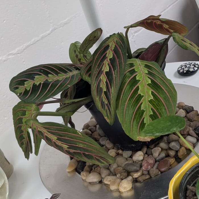 Red Maranta