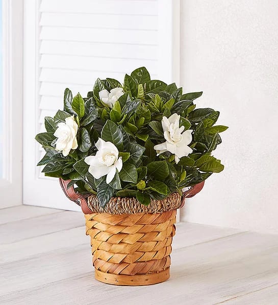 Gardenia Plant in Basket