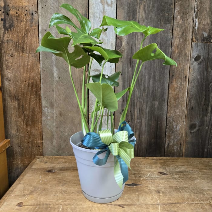 Monstera