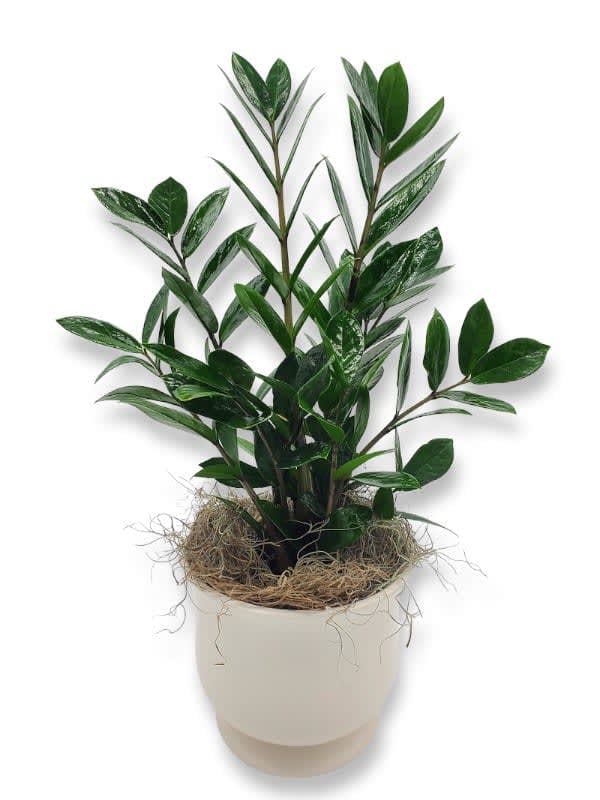 ZZ Plant in Ceramic Container
