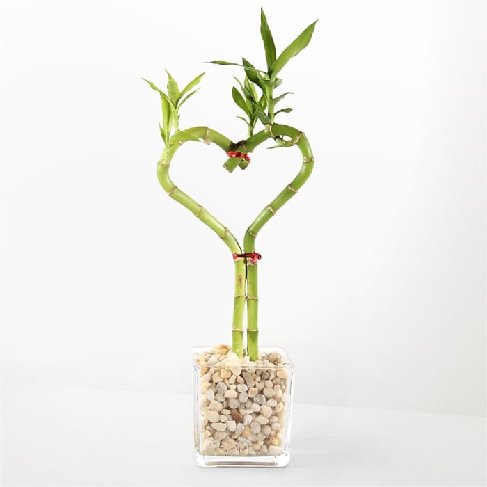 Love Knot Bamboo