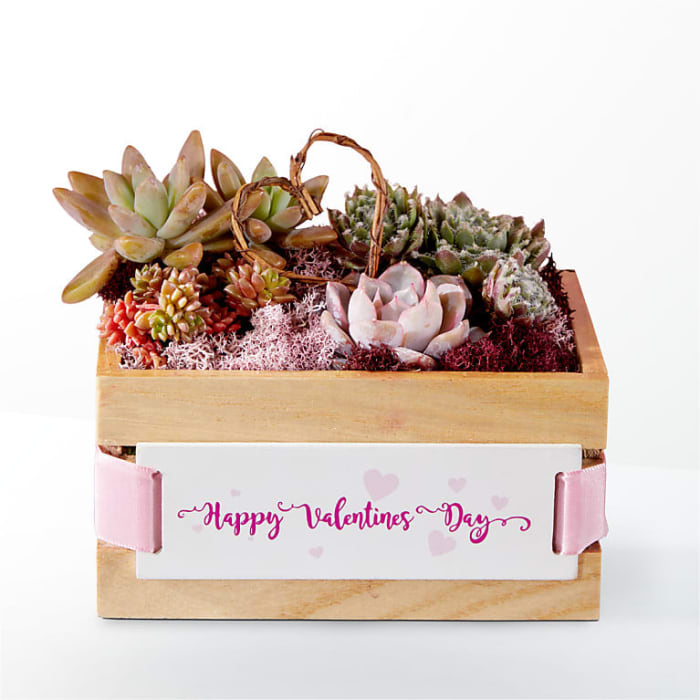 Happy Valentine's Day Succulent Crate