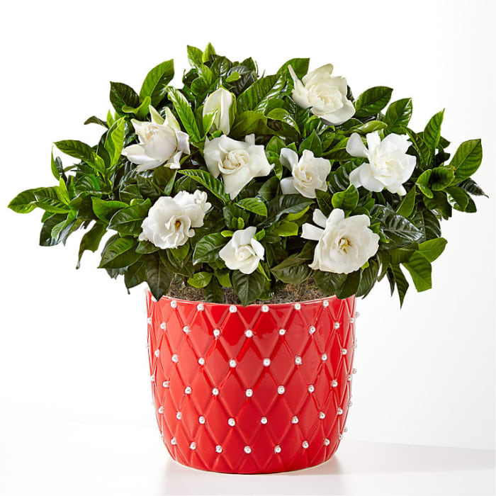 Gardenia Pearl Bloom