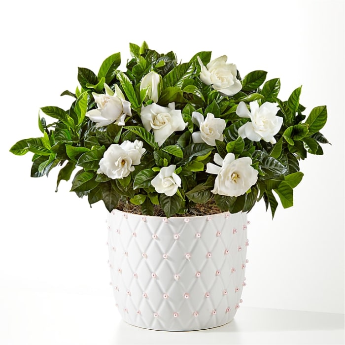 Pure Grace Gardenia