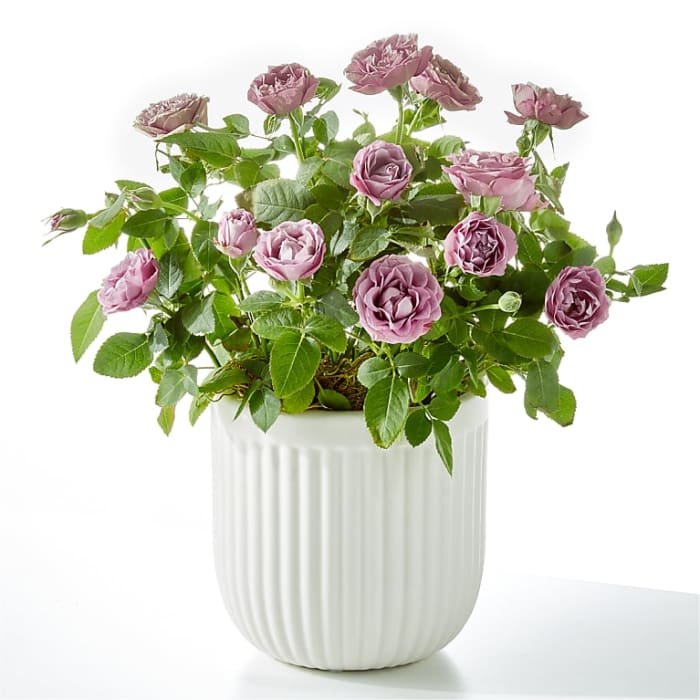 Pure Beauty Lavender Rose