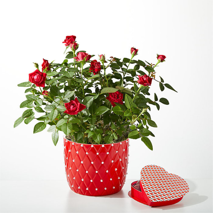 Pearl Kiss Red Mini Rose with Heart Shaped Chocolate