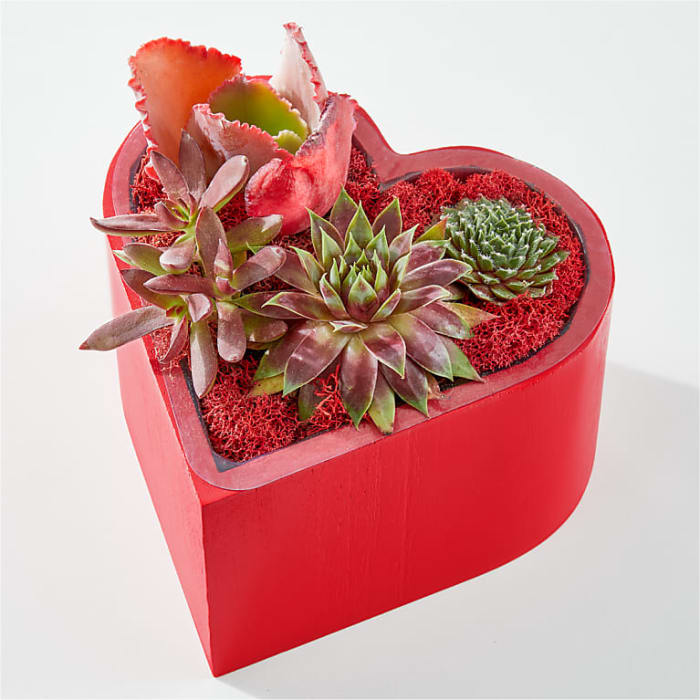 Heart Full of Love Succulent Garden