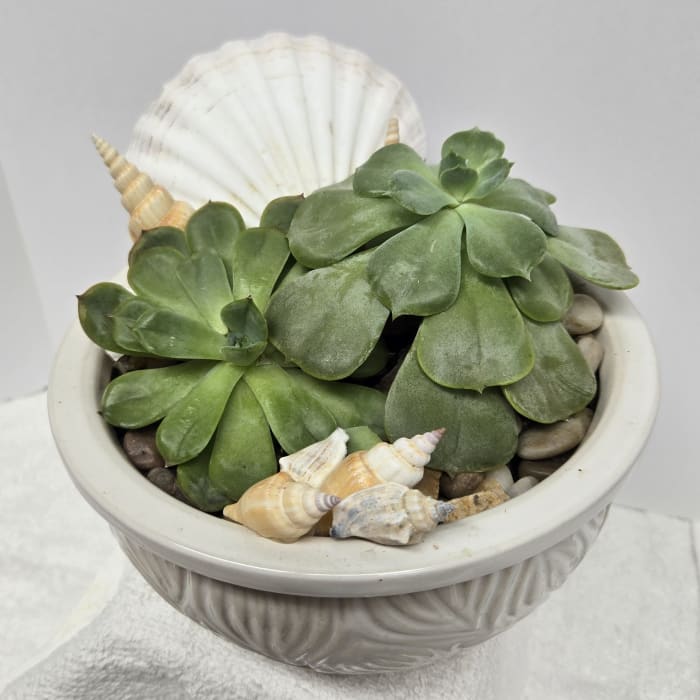 Potted Succulent $45