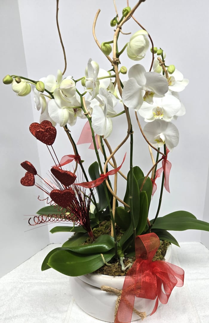 Orchid Plants
