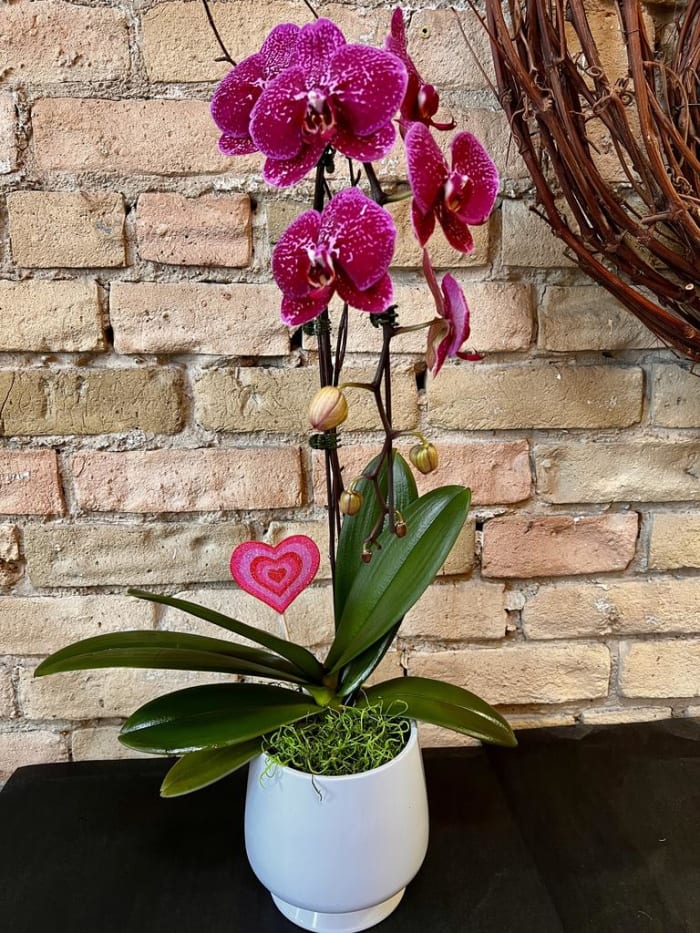 Heart Orchid in Ceramic Pot