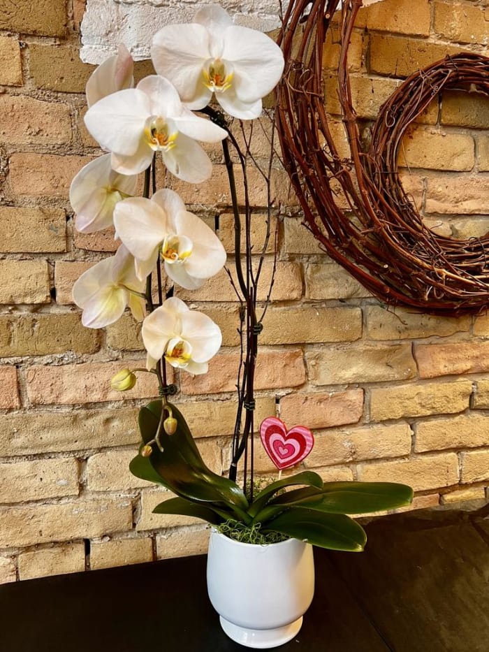 White Heart Orchid in Ceramic Pot