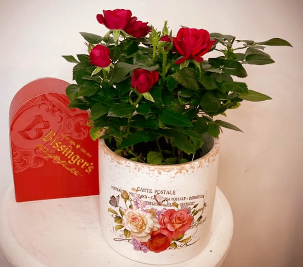 Rose Plant in Ceramic Flowerpot